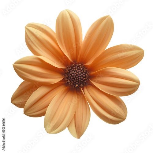 Orange daisy flower isolated on white