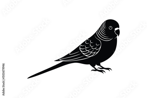 Budgie Bird