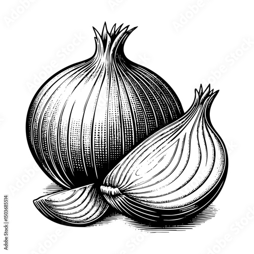 Onion engraving black and white outline. Scratch board imitation.