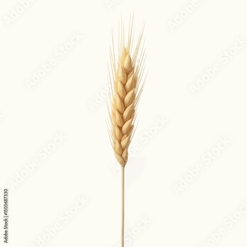 Single Golden Wheat Grain Stalk on White Background in Macro