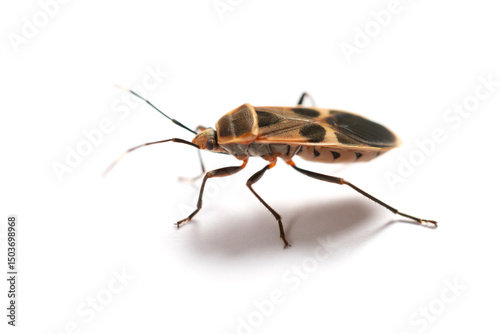 angle view chinch bug or lygaeid bug on white background