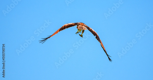 Fotografie An eagle flying away against a clear blue sky, clutching a freshly caught fish i