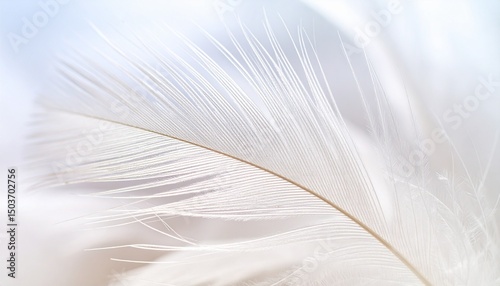 Macro of feather details under soft light