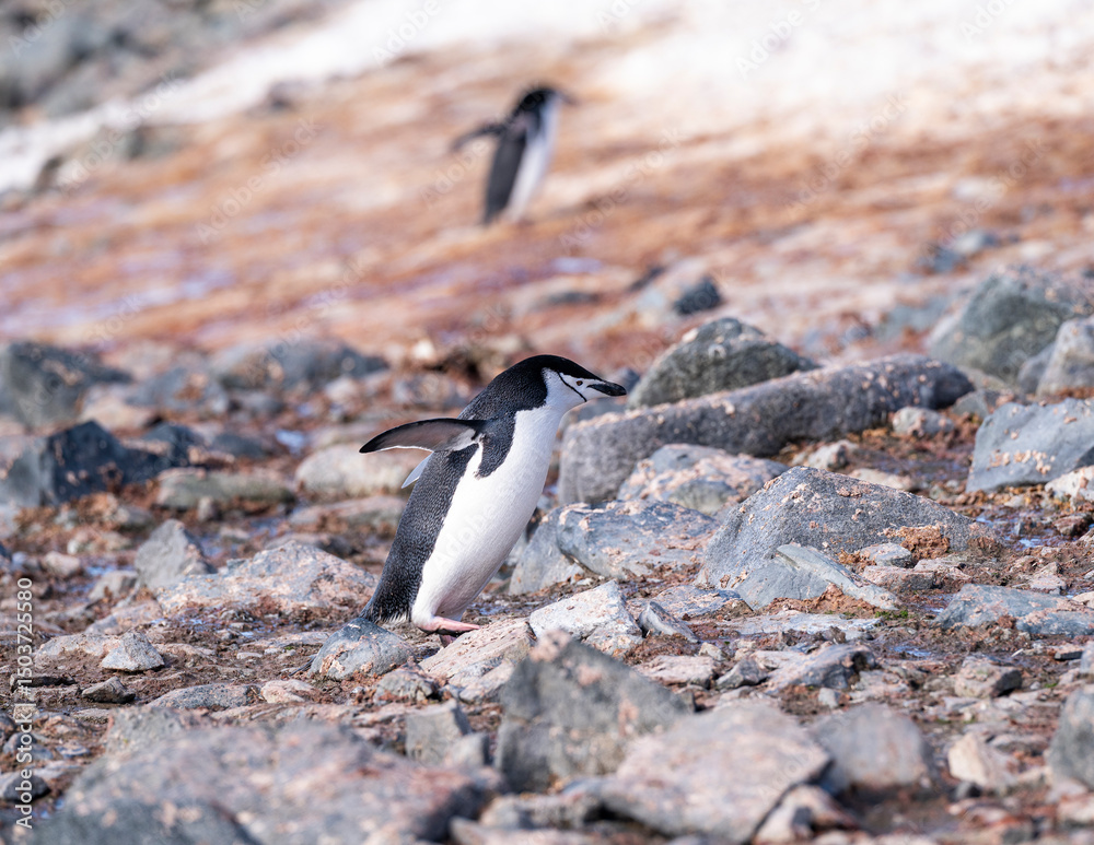 Hope Bay Antarctica photography with beautiful landscapes and penguins Hope Bay Antarctica photography with beautiful landscapes and penguins
