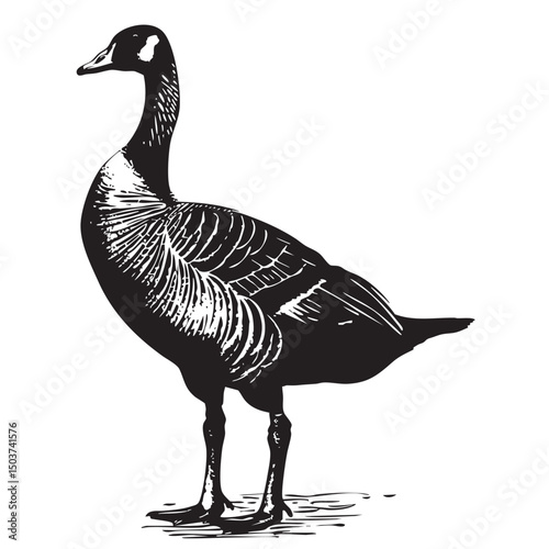 hand drawn silhouette of goose , black silhouettes isolated on white background