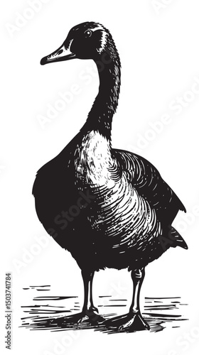 hand drawn silhouette of goose , black silhouettes isolated on white background