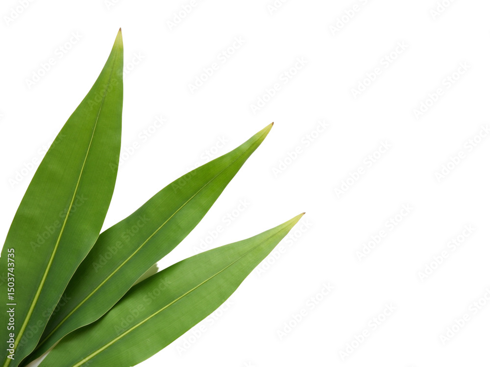 Fototapeta premium green leaves isolated on white