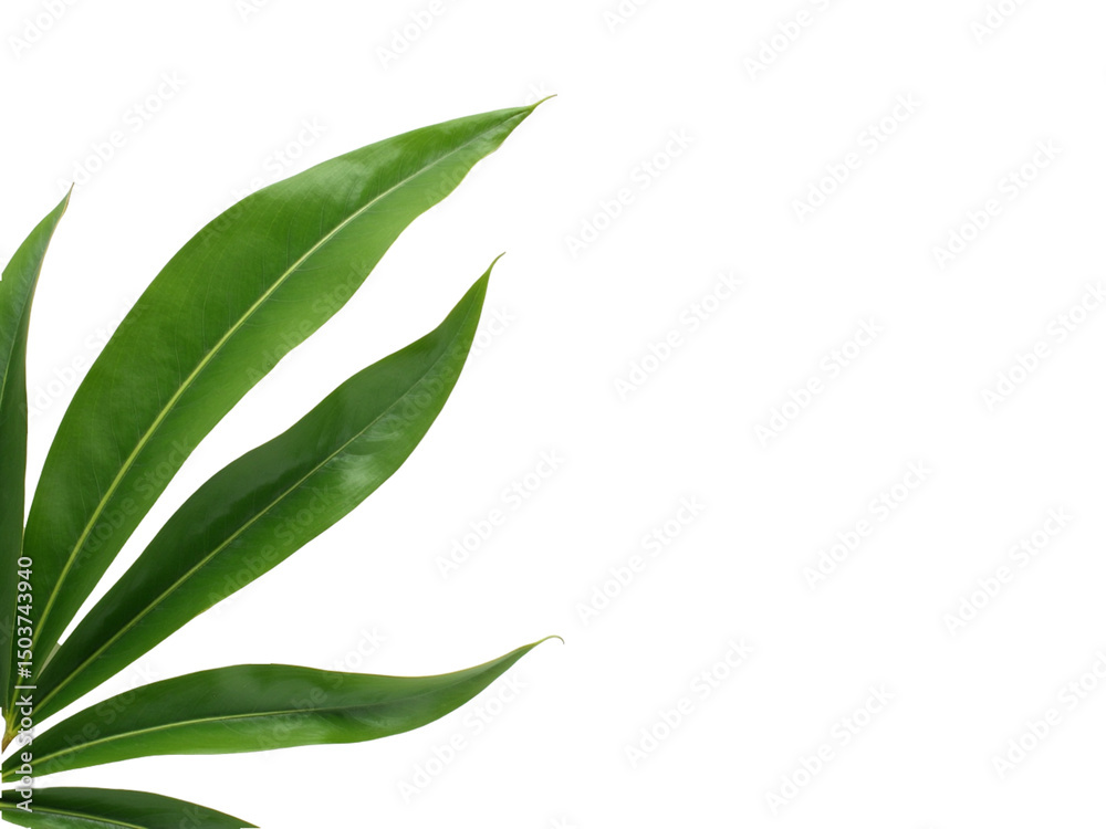 Fototapeta premium green leaves isolated on white background
