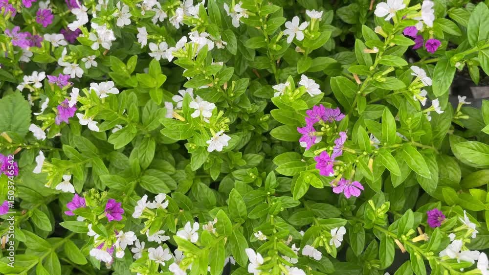 ちいさな花 ちいさな花