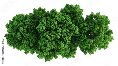 Top view of a lush green tree with full canopy, perfect for nature visuals, landscape design, and environmental projects