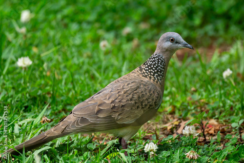 Spotted Dove (Spilopelia chinensis) standing in the grass photo