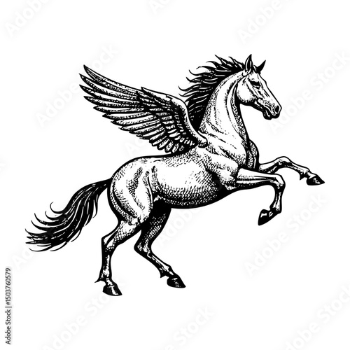 Pegasus sketch engraving black and white outline. Scratch board imitation.  illustrated in vintage line art style on a white background.