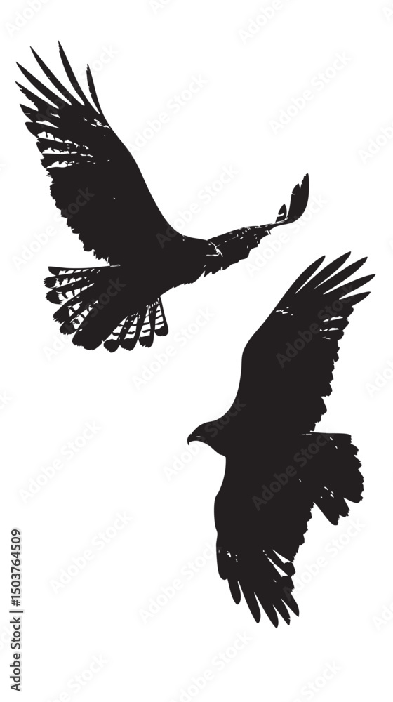 Obraz premium Hawks silhouette isolated in White background