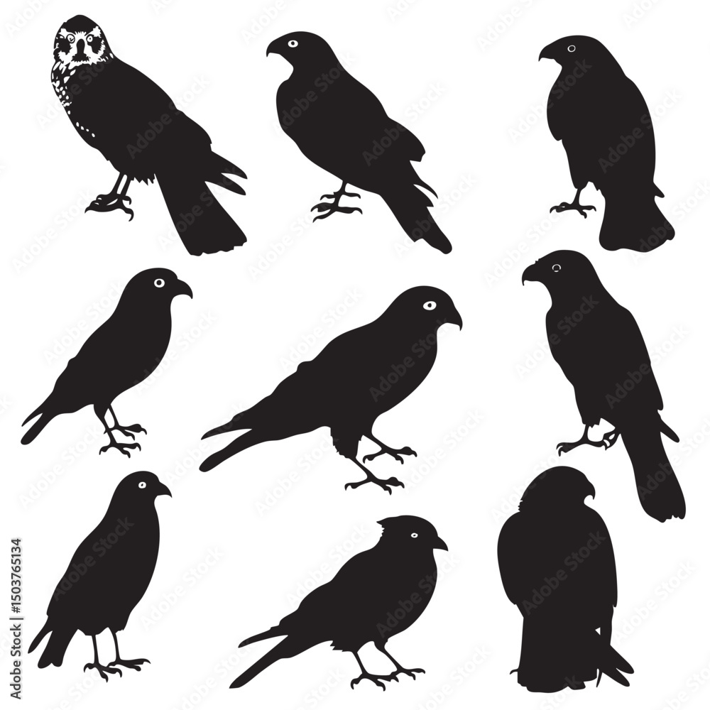 Fototapeta premium Hawks silhouette isolated in White background