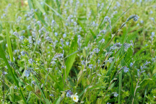 Close-up of Myosotis stricta, or strict forget-me-not, with tiny blue flowers growing wild among green grasses and herbs.