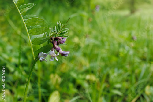 Close-up of Vicia sepium, also known as bush vetch, with purple blooms and compound leaves in a grassy field.