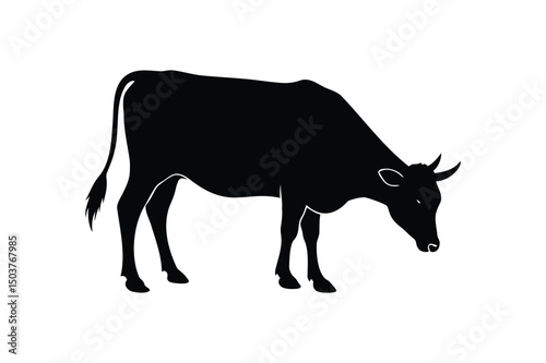 Cow munching some grass silhouette on white background