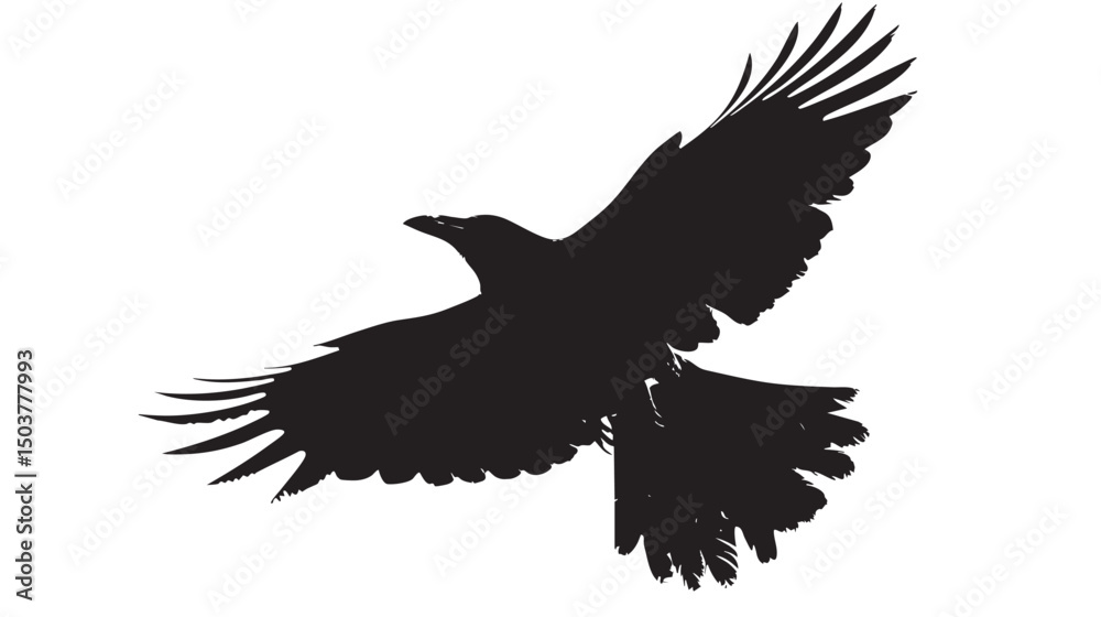 Obraz premium Isolated carrion crow in flight with fully open wings silhouette