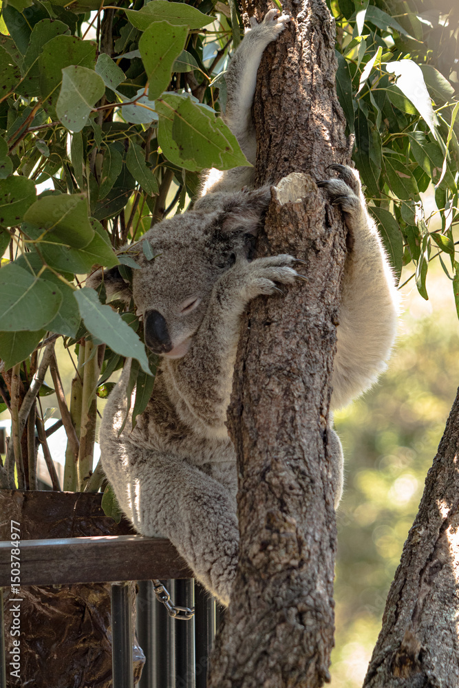 Fototapeta premium Koala clinging to a eucalyptus tree