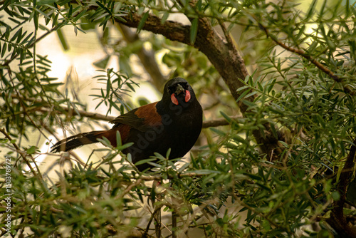 Tieke, or north island saddleback