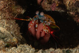 Mantis shrimp in the Sea of the Philippines