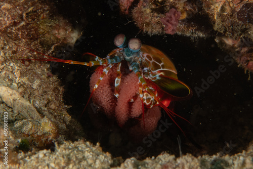 Mantis shrimp in the Sea of the Philippines