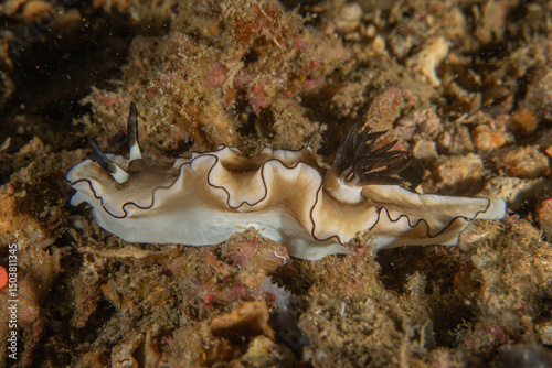 Fototapeta Naklejka Na Ścianę i Meble -  A Nudibranch Sea slug in the Sea at Anilao, Philippines
