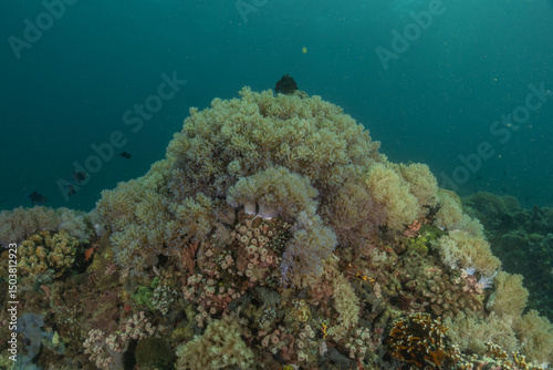 Fototapeta Naklejka Na Ścianę i Meble -  Coral reef and water plants in the Sea of the Philippines
