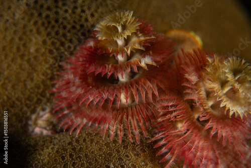 Fototapeta Naklejka Na Ścianę i Meble -  Coral reef and water plants in the Sea of the Philippines
