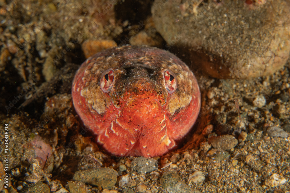 Fototapeta premium Fish swim in the Sea of the Philippines 