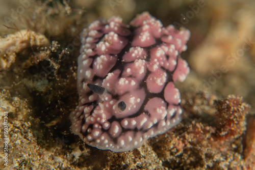 Fototapeta Naklejka Na Ścianę i Meble -  A Nudibranch Sea slug in the Sea at Anilao, Philippines