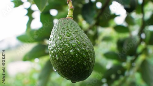 Avocado with Dew – Macro Orchard Stillness