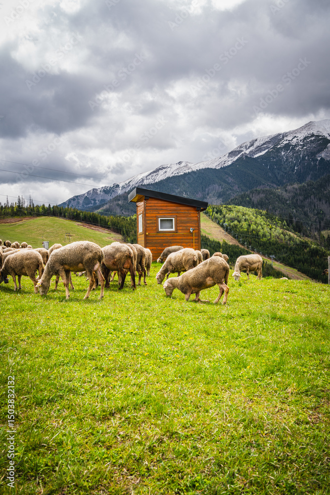 Fototapeta premium Sheep grazing in the village of Stradnica in the Slovak Tatras