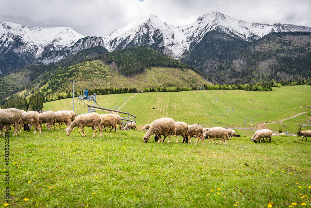 Obraz premium Sheep grazing in the village of Stradnica in the Slovak Tatras