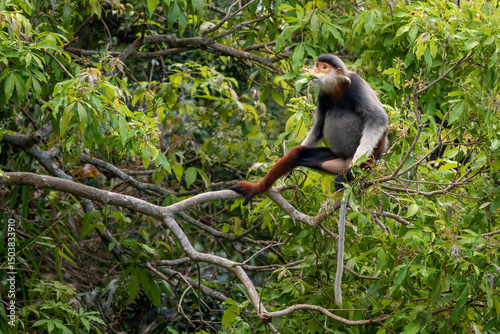 Red-shanked Douc Langur - Pygathrix nemaeus, beautiful unique colored primate endemic to tropical forests of Southeast Asia, Son Tra, Vietnam. photo