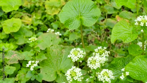 Fresh Wasabi Plant Thriving In Lush Green Garden With Blooming White Flowers