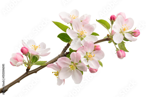 Beautiful apple flowers on its braches on transparent background