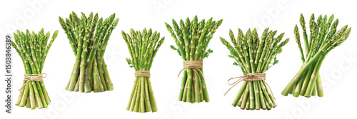Fresh bundles of green asparagus arranged neatly, showcasing varying styles of tying for culinary presentation and decoration