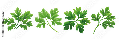 Fresh parsley leaves displayed in a row, showcasing their vibrant green color and different leaf shapes for culinary use