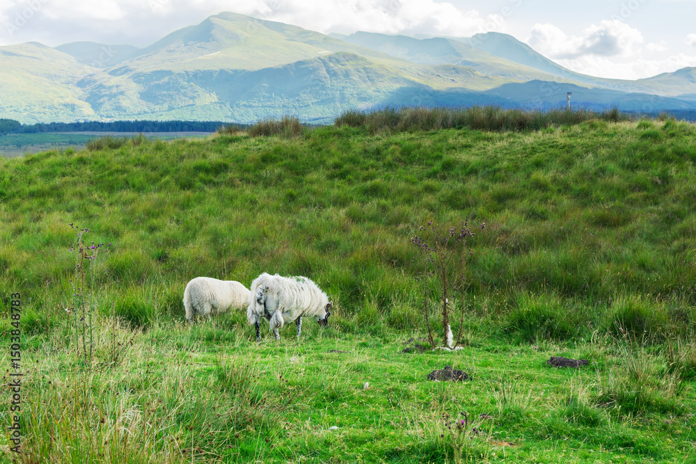 Obraz premium Two sheep grazing peacefully in a meadow with mountains in the background in the Scottish Highlands, Scotland