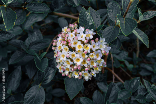 Close-up of white and pink viburnum flowers blooming among dark leaves photo