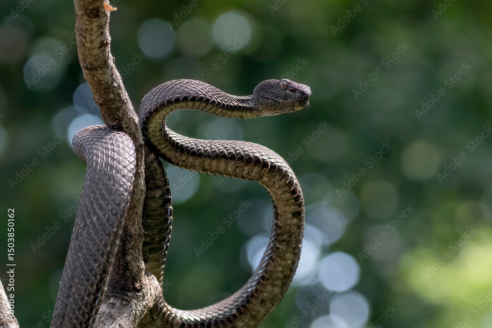 Fototapeta premium Black mangrove pit viper on a tree branch