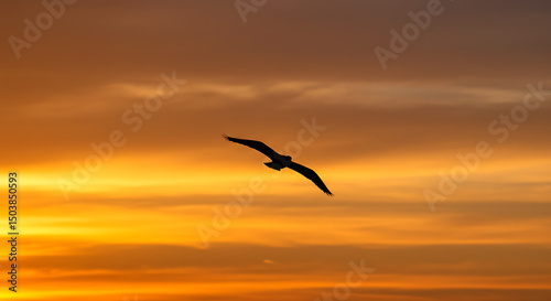 Silhouette of a Bird in Flight at Sunset