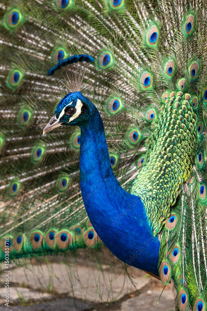 Obraz premium Peacock bird showing colorful tail feathers in São Jorge Castle