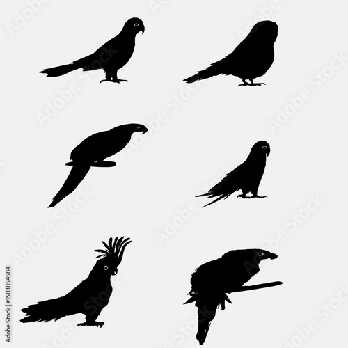 Drawing Of The Black Cockatoo stock illustrations .black parrot illustrator image