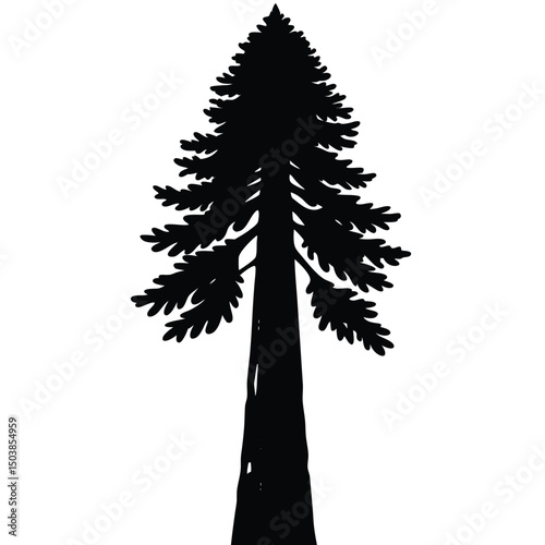 a towering sequoia tree with a thin outline reachi
