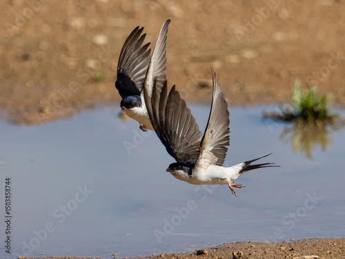 Common house martin, Delichon urbicum, collecting mud to make or repair nests, Anna, Spain