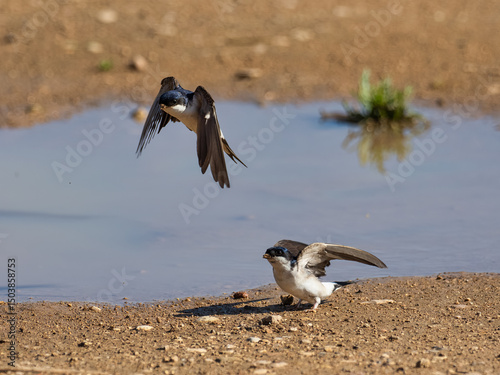 Common house martin, Delichon urbicum, collecting mud to make or repair nests, Anna, Spain