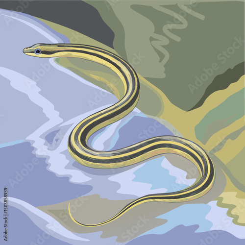 Striped racer snake, slender and swift, bearing a band of yellow stripes on its dark, thin body