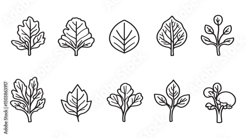 Beet leaf vegetable garden fresh illustration